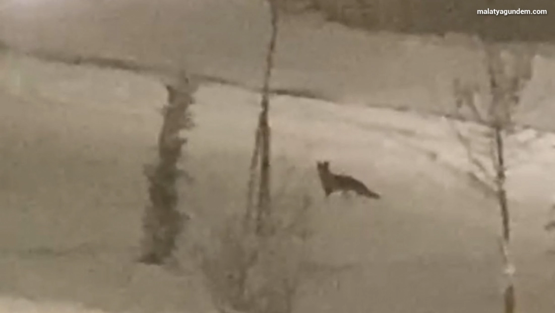 Aç kalan tilki şehir merkezine indi