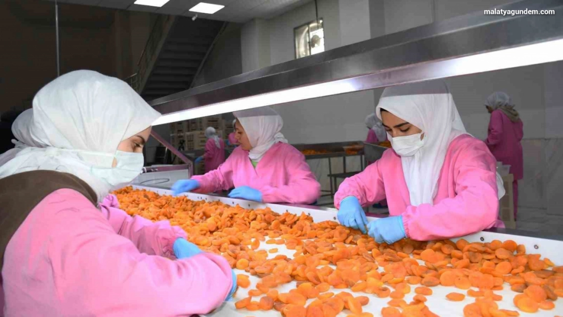 Kuru kayısıda 11 ayda 275 milyon dolar gelir elde edildi