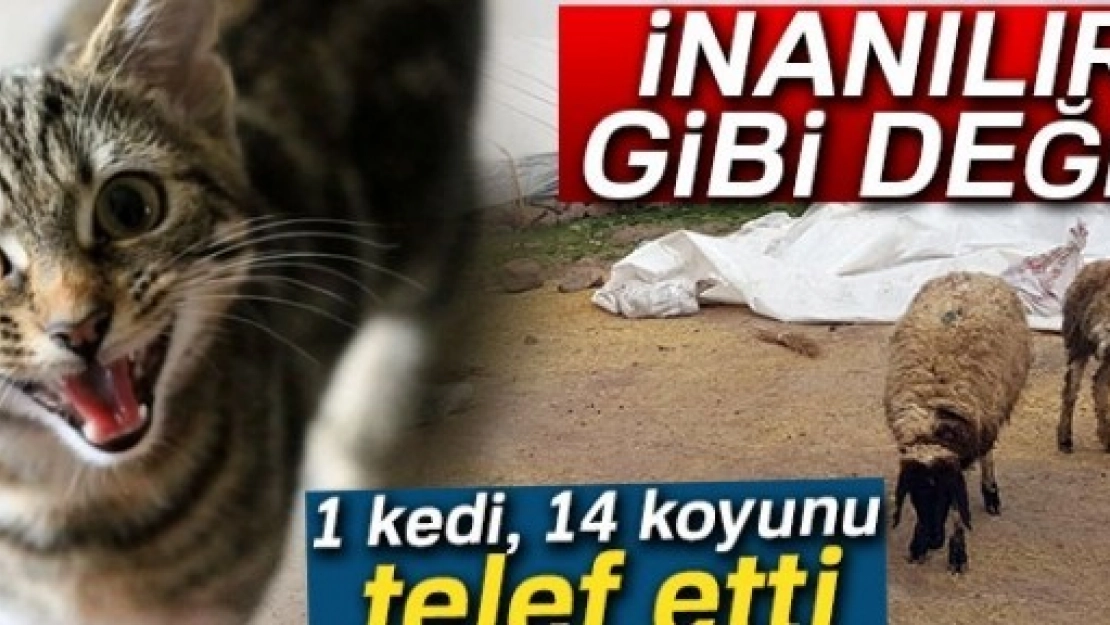 1 kedi, 14 Koyunu Telef Etti