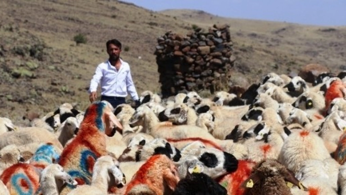 40 Yıl Aradan Sonra Koç Katım Şenliği Yeniden Düzenlendi