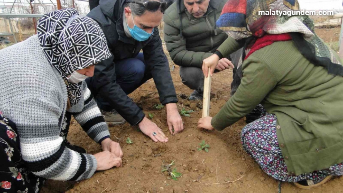 50 bin salep fidesi toprakla buluşturuldu