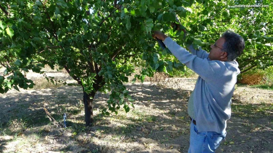 9 milyon kayısı ağacının bulunduğu Malatya'da üreticiler için önemli uyarı