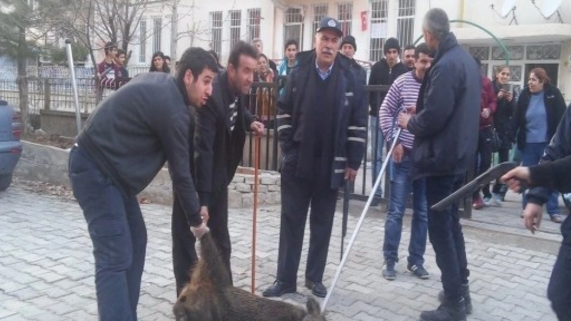 Aç Kalan Domuz Şehre İndi