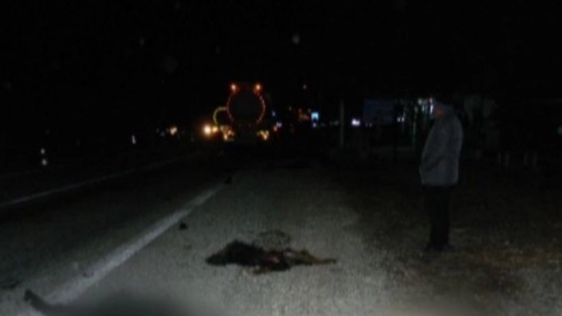 Tankerin Çarptığı Çoban Öldü,30 Hayvan Telef Oldu