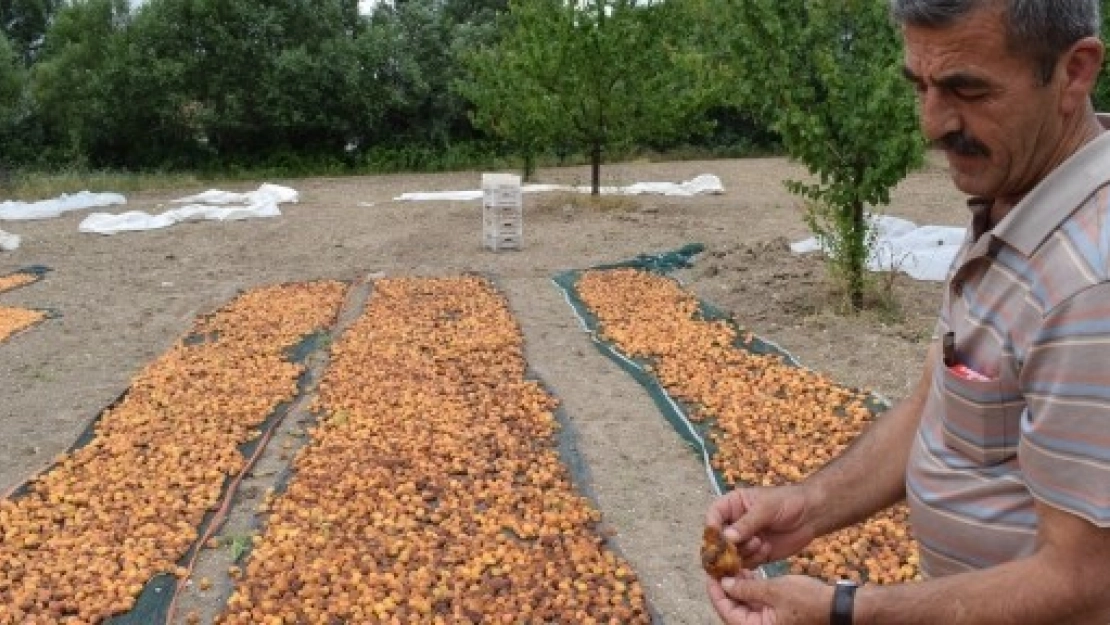 Akçadağ'da Kayısılar Büyük Zarar Gördü