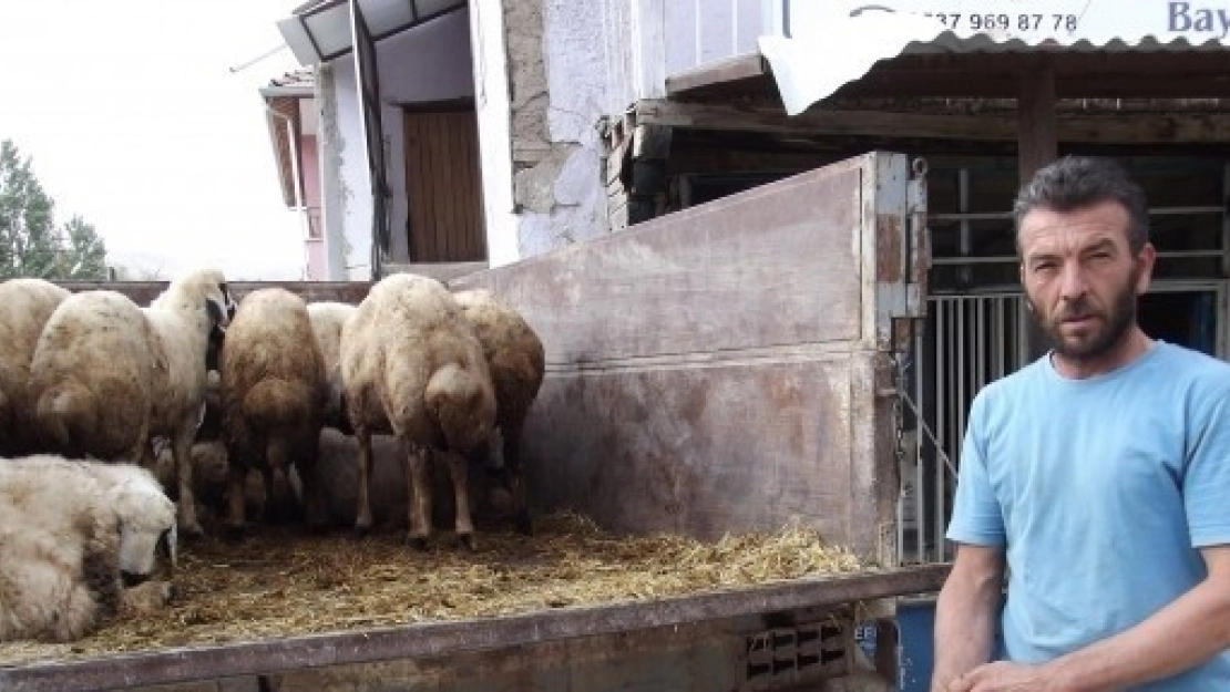 Akçadağ'da Kurbanlık Satışları Durgun