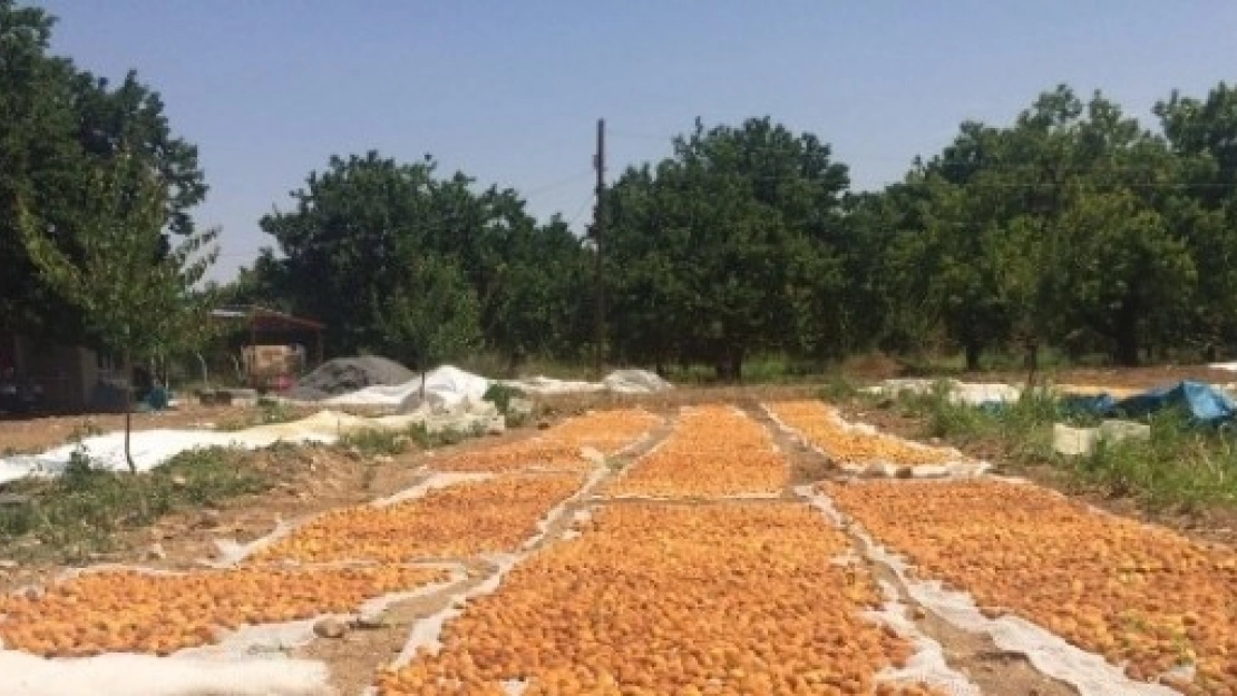 Akçadağ'da Sağanak Yağış Kayısıyı Vurdu