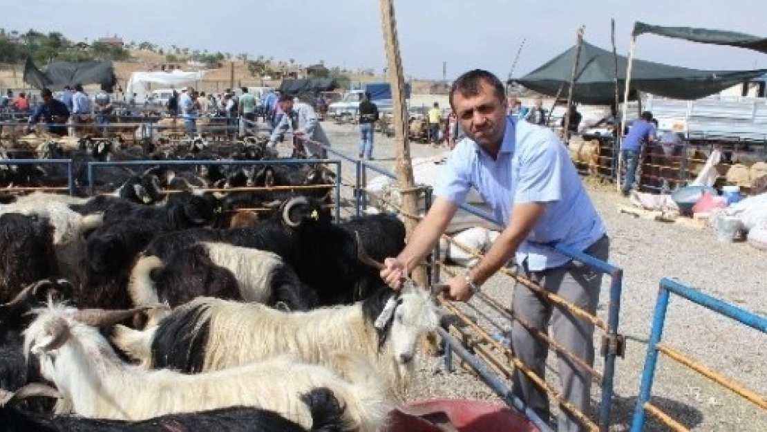 Akın Canlı Hayvan Pazarını Gezdi
