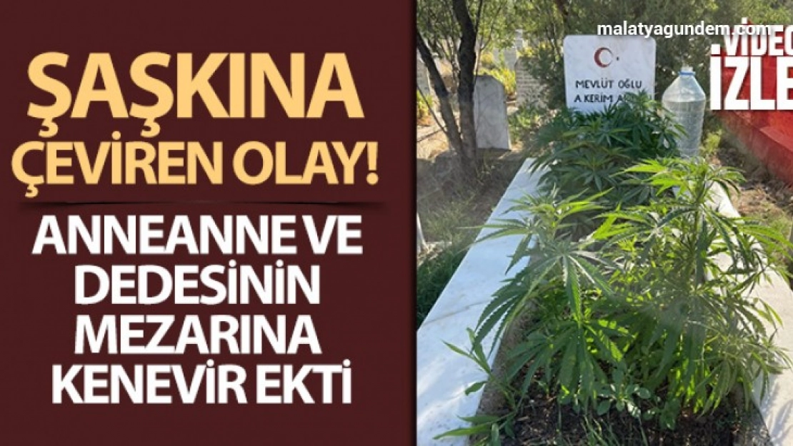 Anneanne ve dedesinin mezarına kenevir ekti
