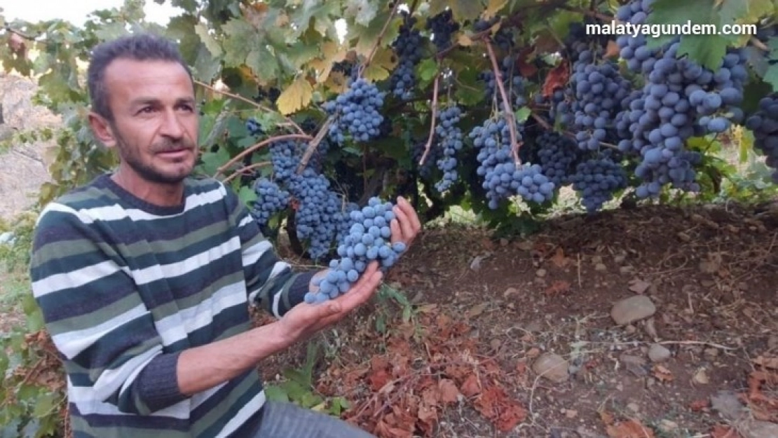 Arapgir'in meşhur köhnü üzümü artık Esenlik Marketler'de