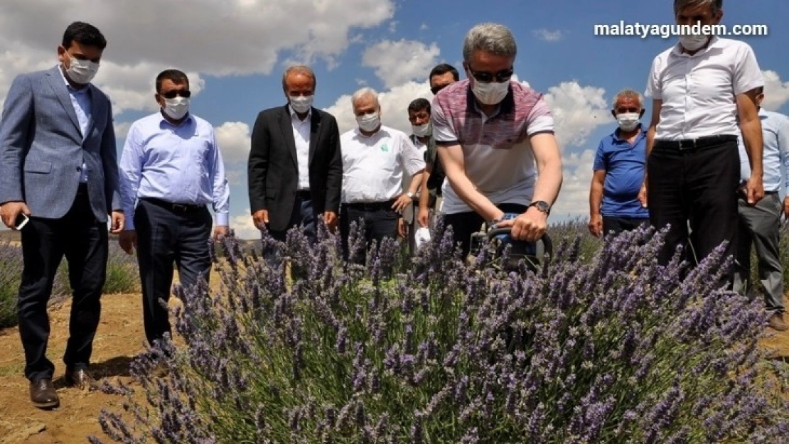 Arguvan Belediyesi'nden Lavanta hasat günü
