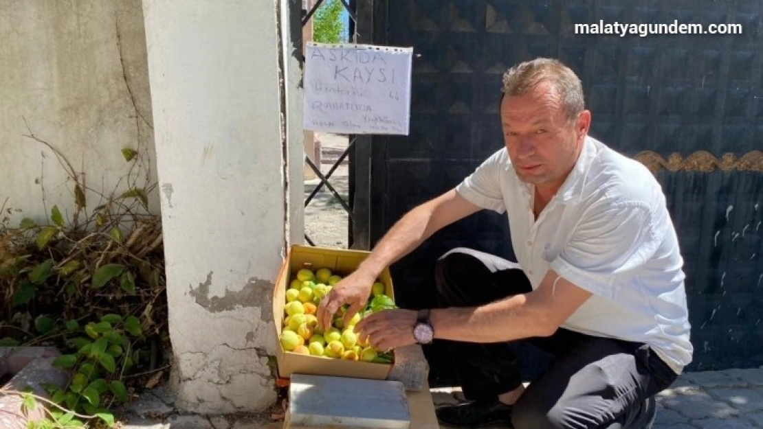 Askıda kayısıya yoğun ilgi