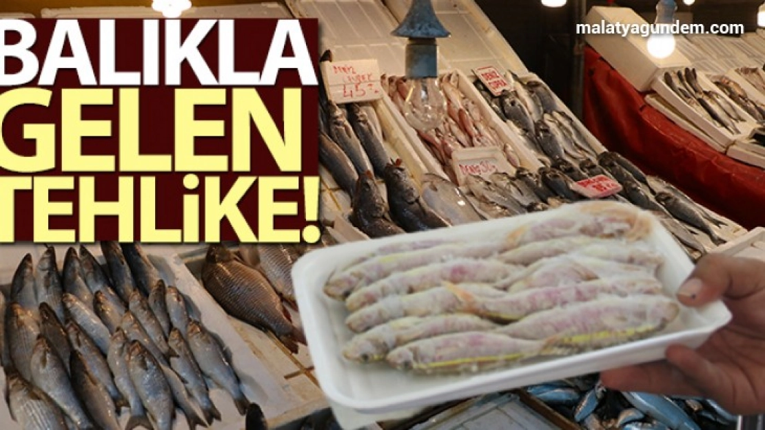 Balıkla gelen tehlike!