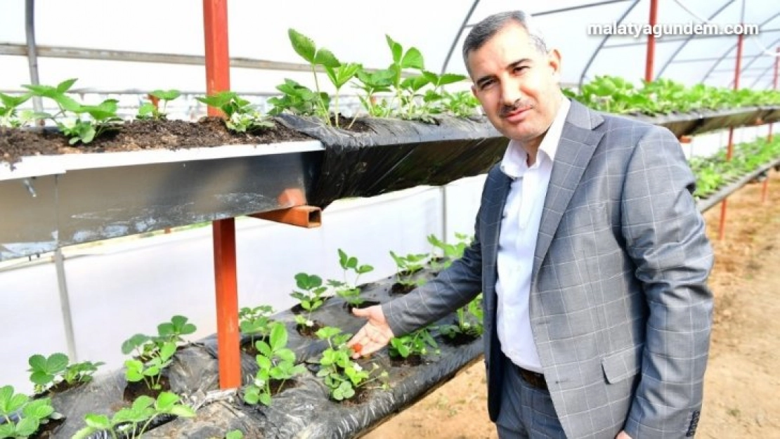 Çınar, Yeşil Gıda Seracılık Projesini inceledi