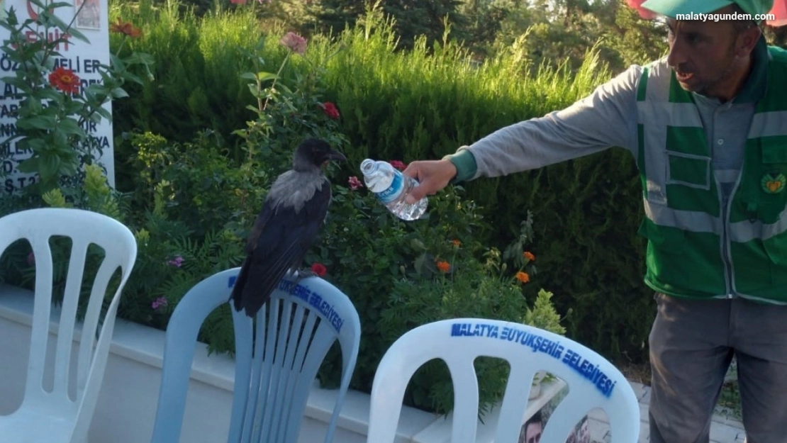 Baygın bulduğu kargayı lokumla besledi