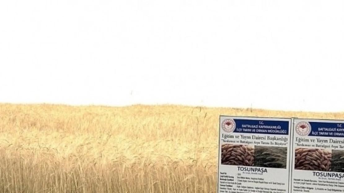 Beydağı'na 3 Yeni  Arpa Çeşidi Ekildi
