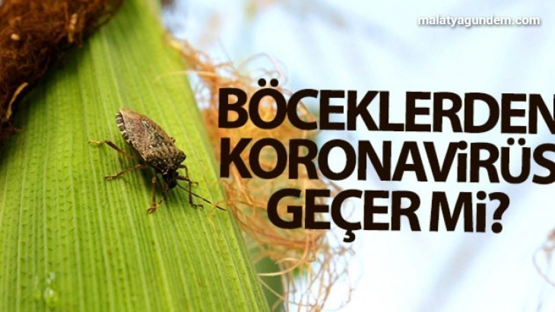 Böceklerden korona virüs geçer mi