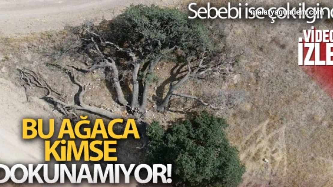 Bu ağaca kimse dokunamıyor