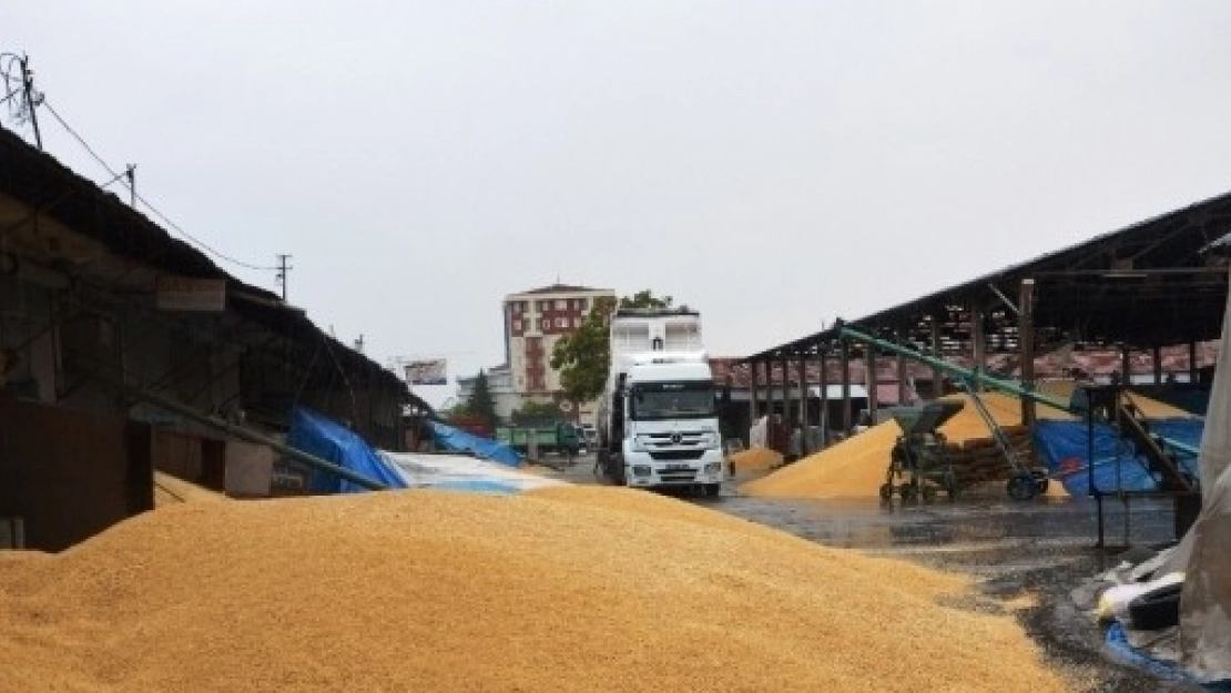 Buğday Pazarında Yağmur Zarara Yol Açtı