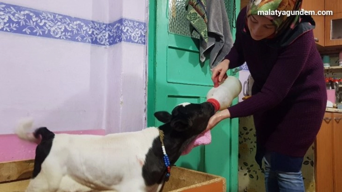 Buzağı destekleme işlemlerinde başvuru şartı kalktı
