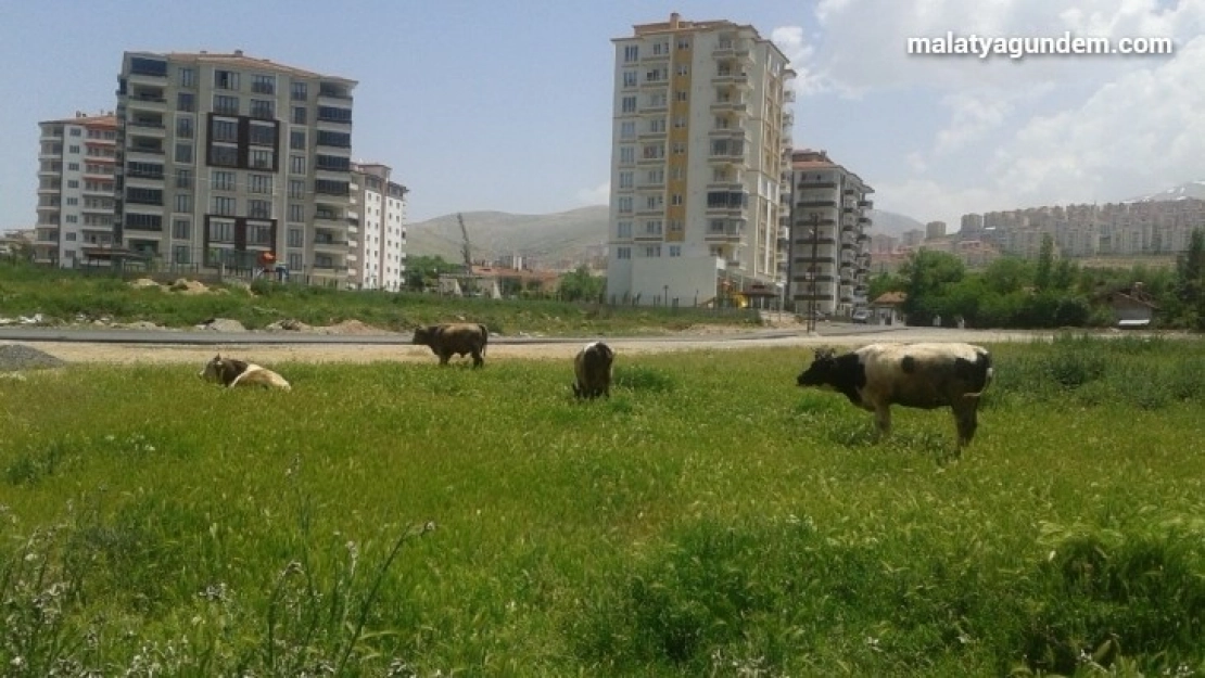 Çiftçi proje başvuruları 7 Temmuz'a uzatıldı