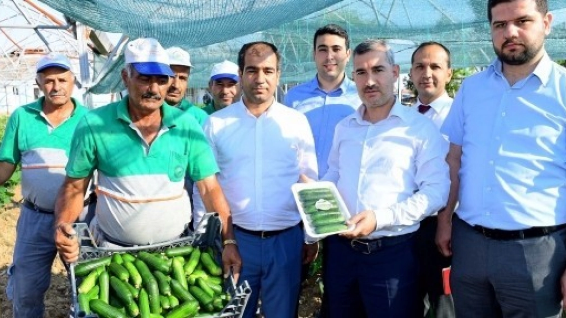 Çiftçilere 100 Bine Yakın Sebze Fidesi Dağıtılacak