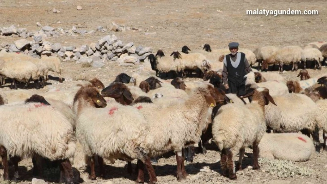 Çoban bile çobana kız vermeyince, kırsaldaki gençler başka işlere yöneliyor