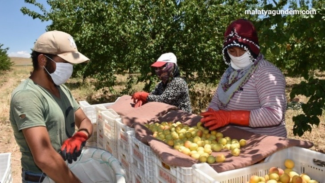 Covid-19 gölgesinde kayısı hasadı