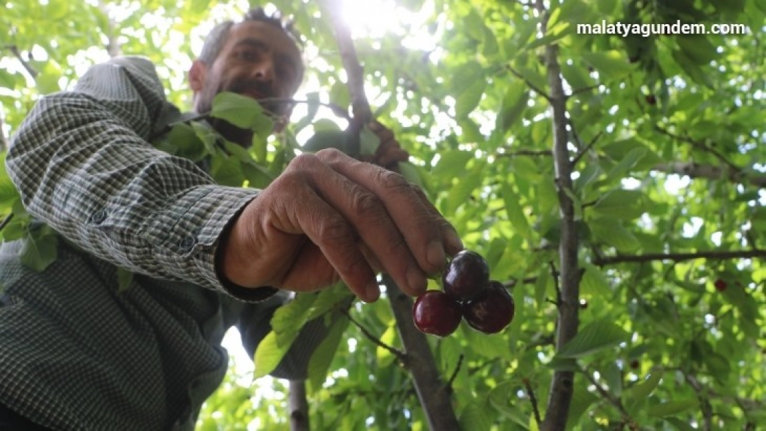 Dalbastı kirazında hasat başladı, rekolte düşük kaldı