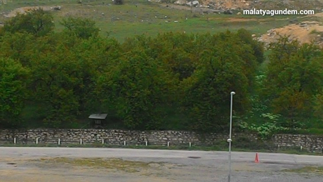 Darende'de zirai don ve monilya hastalığı kayısılarda sorun