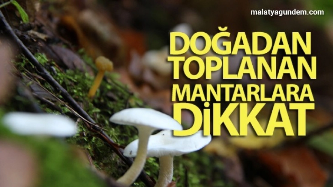 Doğadan toplanan mantarlara dikkat