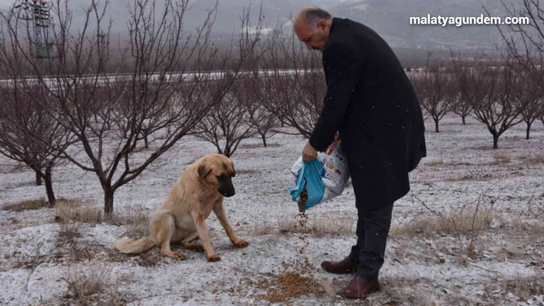 Doğanşehir'de sokak hayvanlarını unutmadı