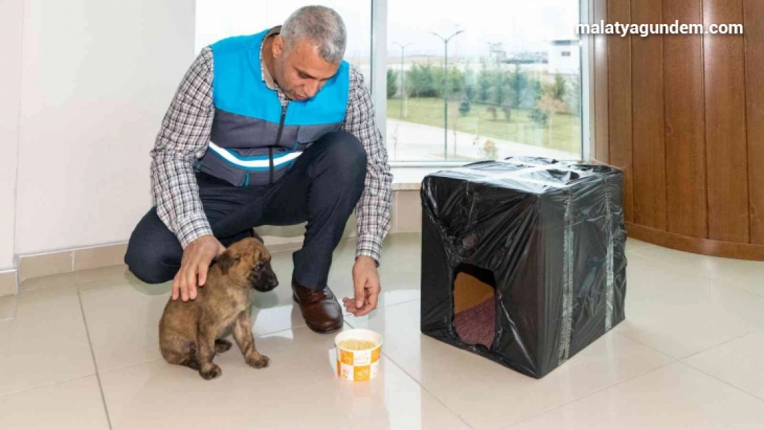 Donmak üzere olan yavru köpeği MASKİ personelleri kurtardı