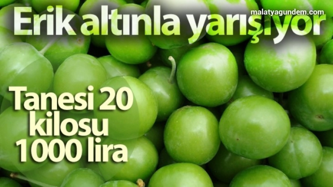 Erik altınla yarışıyor: Tanesi 20, kilosu 1000 lira
