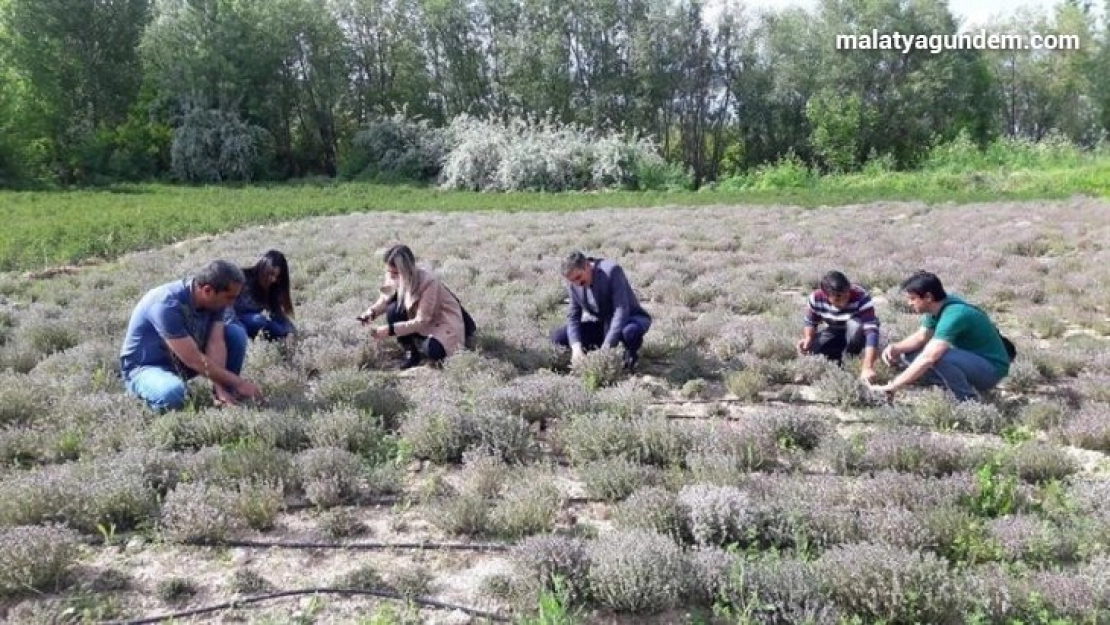 Genç çiftçi, doğal olarak Nane, Kekik ve Portakal yağı üretmeye başladı