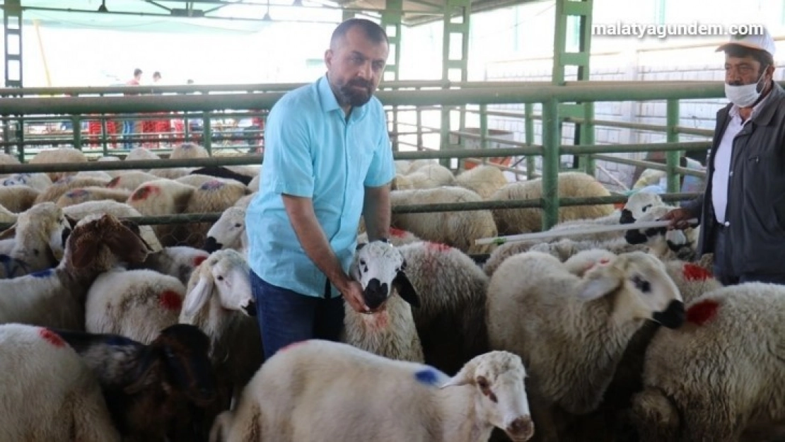 Hayvan pazarında şaşırtan sakinlik
