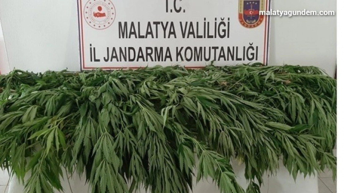 Hazine arazisine kaçak kenevir eken şahsa gözaltı
