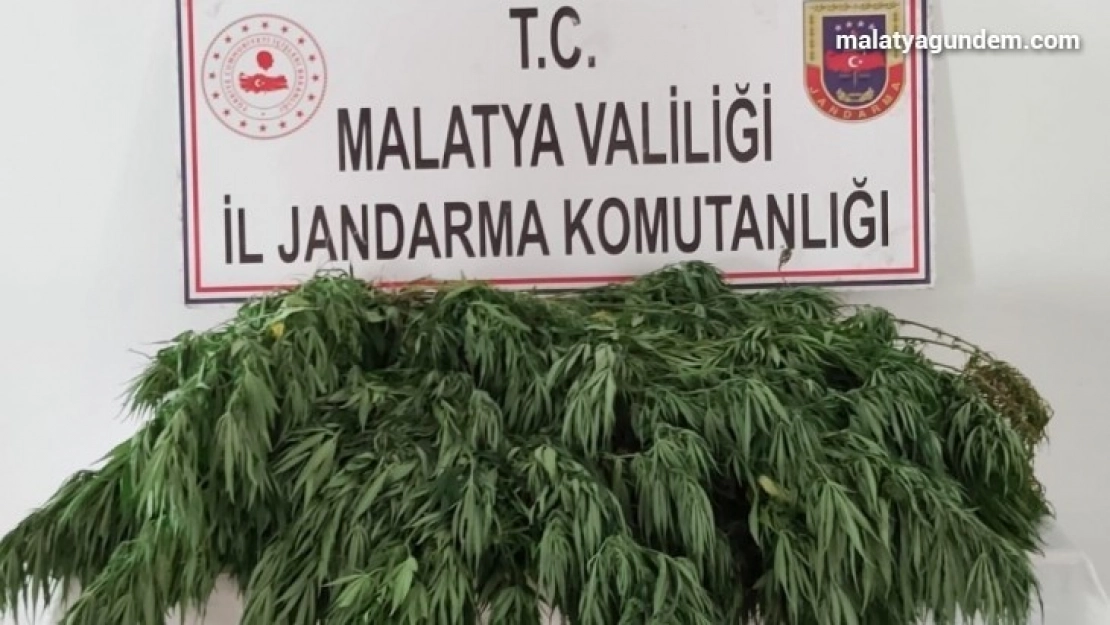 Hazine arazisine kaçak kenevir ekti