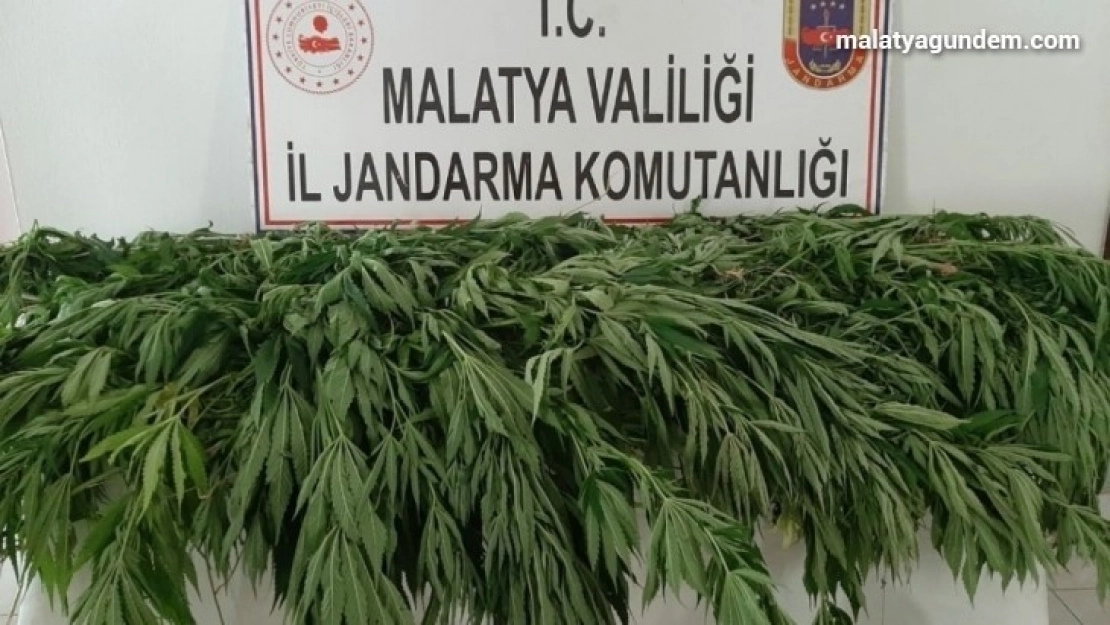 Hazine arazisine kaçak kenevir eken 3 kişi gözaltına alındı
