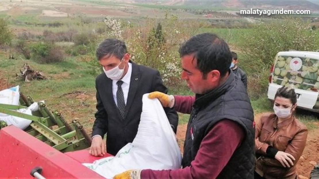 Hekimhan'a yerli kırmızı mercimek ekimi yapıldı