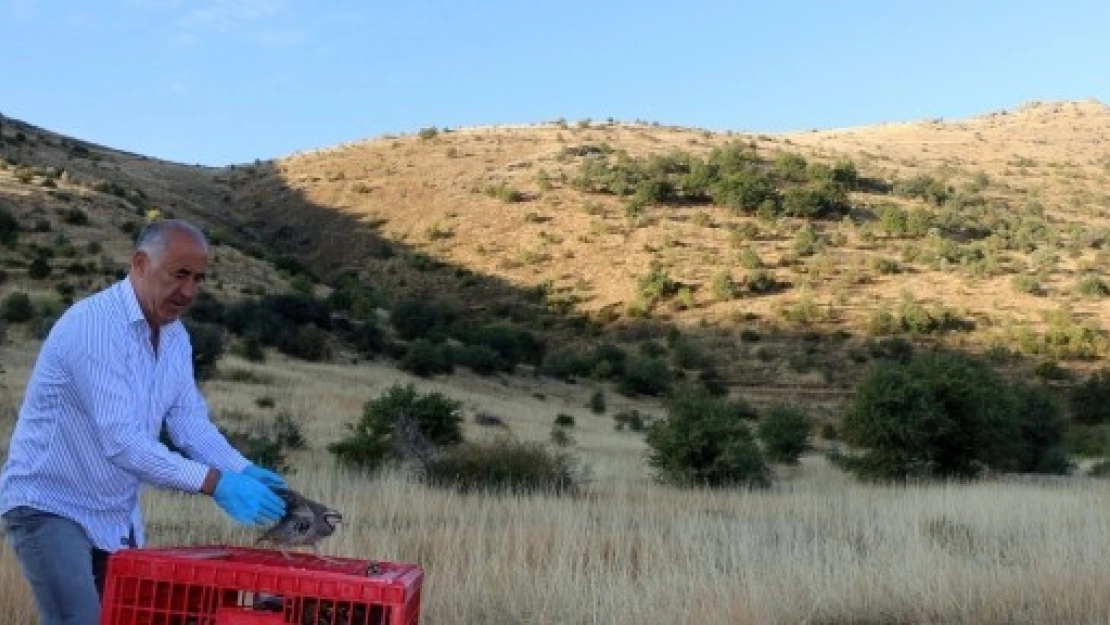 Hekimhan'da Kınalı Keklikler Doğaya Salındı