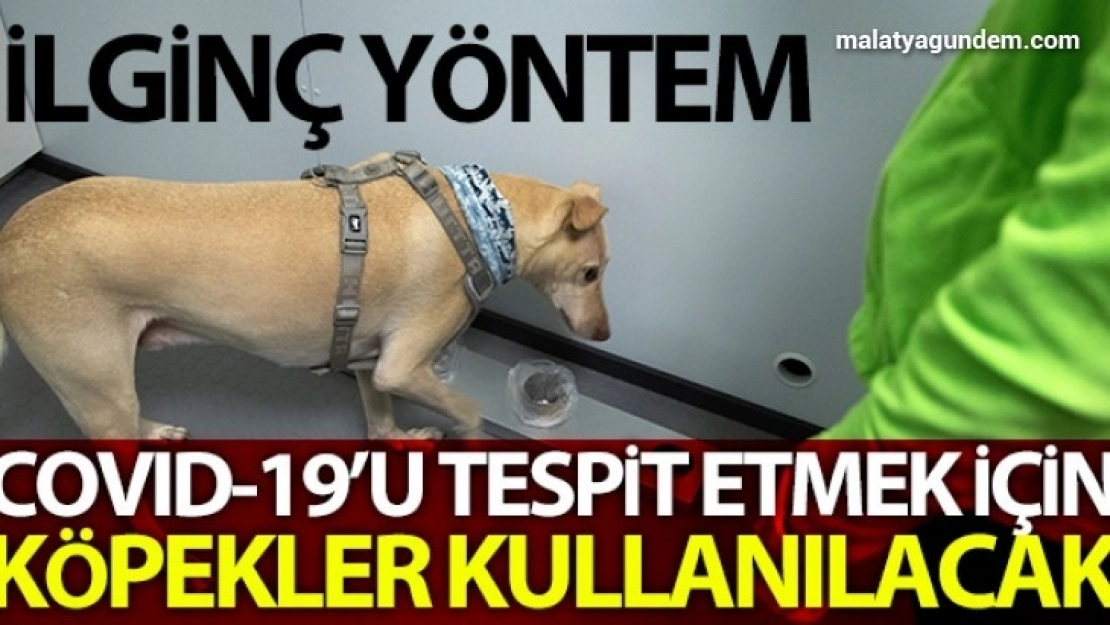 Helsinki Havalimanı'nda Covid-19'u tespit etmek için eğitimli köpekler kullanılacak