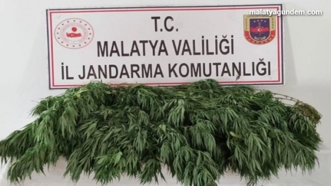 Jandarma, kenevir yetiştiricilerine göz açtırmıyor