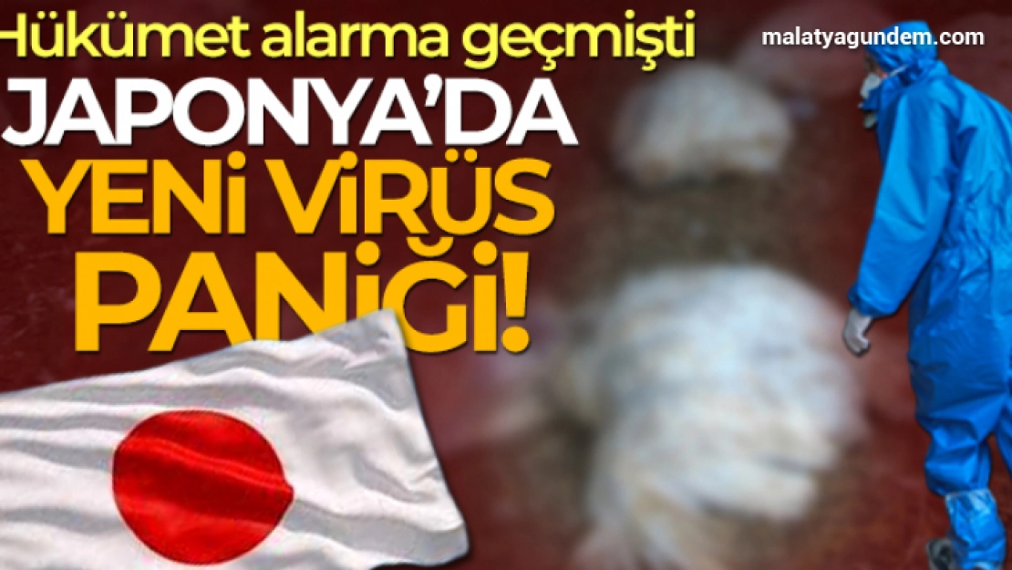 Japonya'da yeni virüs paniği: Kuş gribine ilk kez bir memelide rastlandı