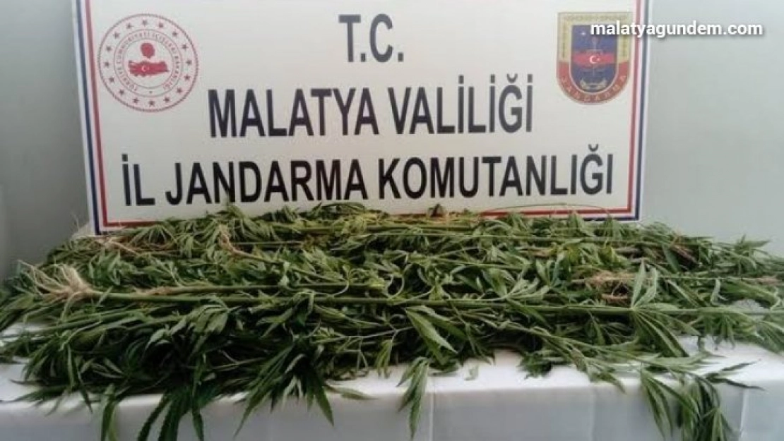 Kaçak kenevir ele geçirildi