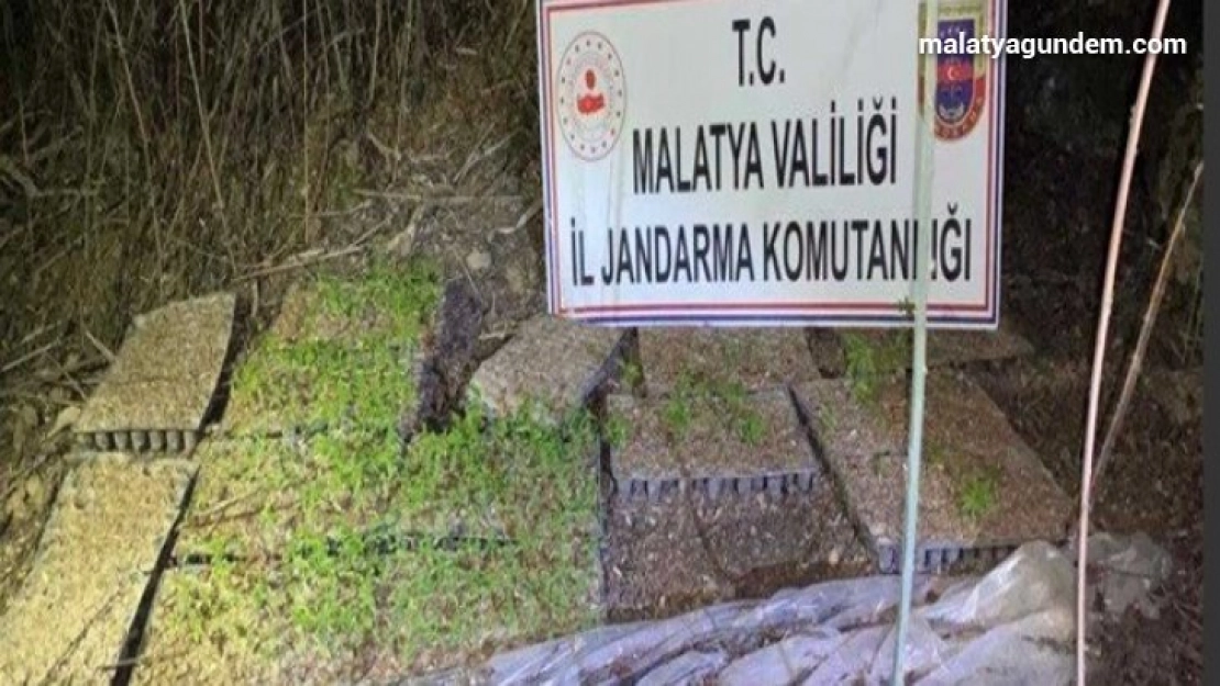 Kamu arazisine hint keneviri ektiler