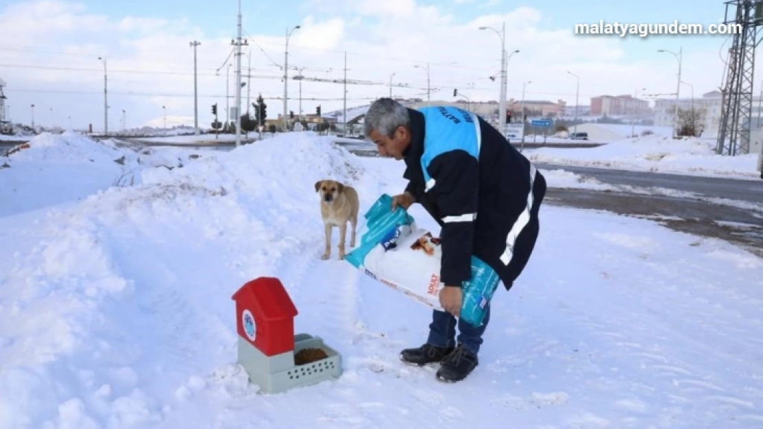 Karlı ve soğuk havada Battalgazi'deki can dostlar unutulmadı