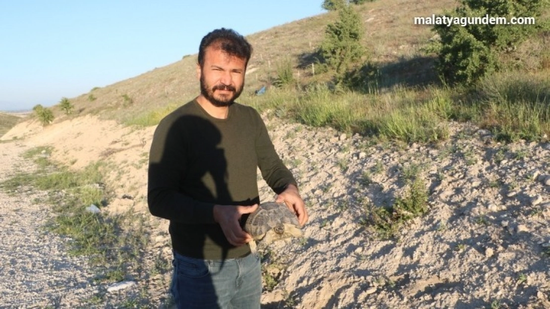Karşıdan karşıya geçmek için yanlış yolu seçen kaplumbağaya şefkat eli