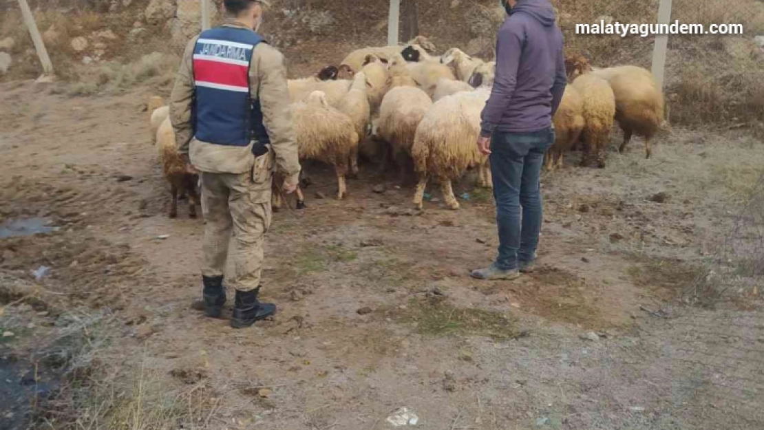 Kayıp 31 koyunu jandarma buldu