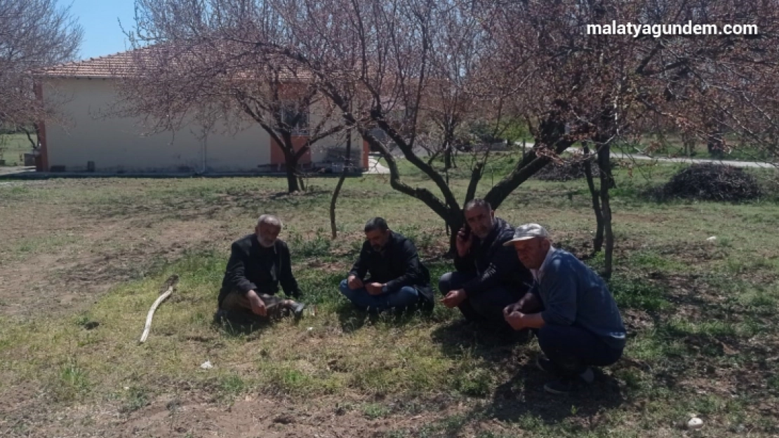 Kayısı bahçelerini don vurdu